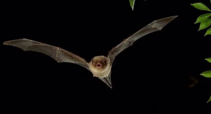 New long-fingered bat species discovered in India, Sri Lanka